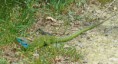 /album/a2017-06-landes1/a29-orx-6-jpg/